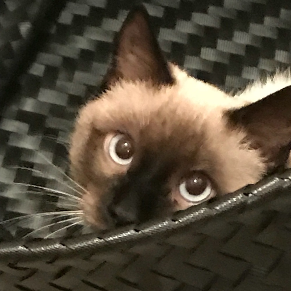 Meet your Posher, Coven